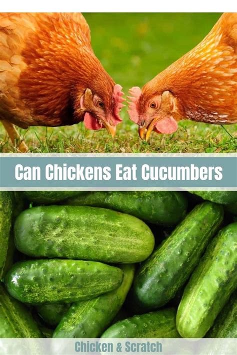 Can chickens eat cucumbers - Only fresh, ripe, crisp cucumbers should be fed to goats – any moldy cucumbers should be relegated to the compost bin. Goats can eat cooked cucumbers. However, cooking them is not necessary as goats can safely eat fresh cucumbers raw. The cooking process may also reduce the nutritional value of cucumbers, so it is not worth …